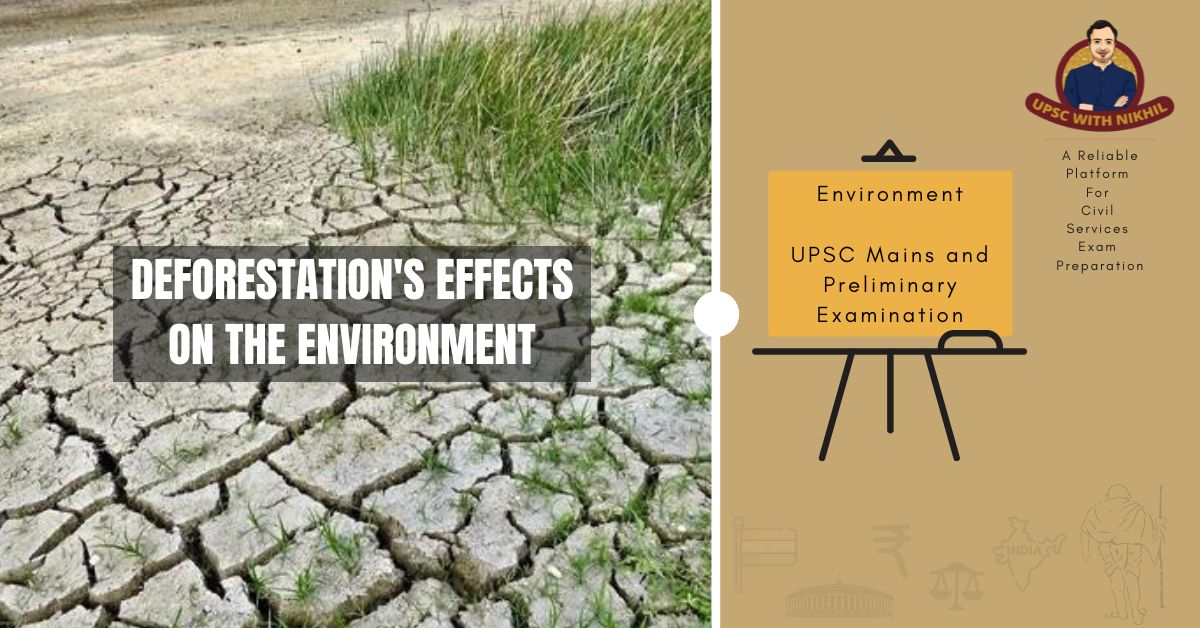 Deforestation's Effects on the